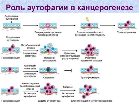 Аутофагия: механизмы и клиническое значение - презентация онлайн