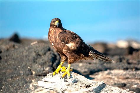 The Galápagos Hawk: A Symbol of Strength and Survival in the Enchanted Islands | Galápagos ...