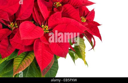 Rojo Poinsettia Euphorbia Pulcherrima Aka Estrella De Navidad En Un