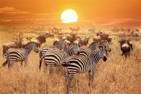 Savana Na África - Curiosidades sobre a savana africana - Meus Animais