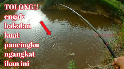 Mancing Ikan Di Sini Dapat Ikan Engak Mampu Di Angkat Mancing Gabus