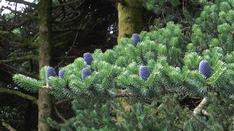 Abies Delavayi Trees And Shrubs Online