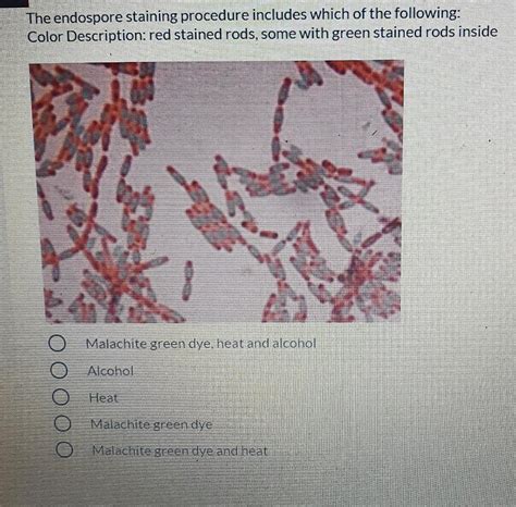 Solved The endospore staining procedure includes which of | Chegg.com