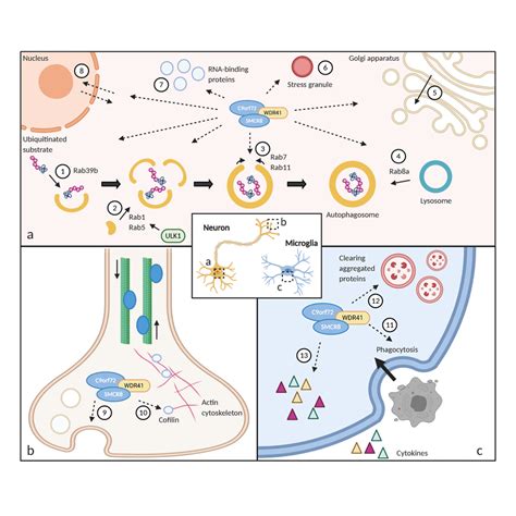 The Function Of C Orf In The Central Nervous System A In Neurons