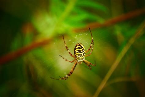 Wasp Spider Web Entomology - Free photo on Pixabay - Pixabay