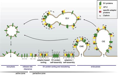 Neuronal Functions Of Clathrin Associated Endocytic Sorting Adaptors