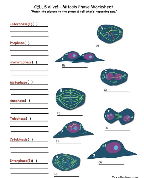 Solved Cells Alive Mitosis Phase Worksheet Match The