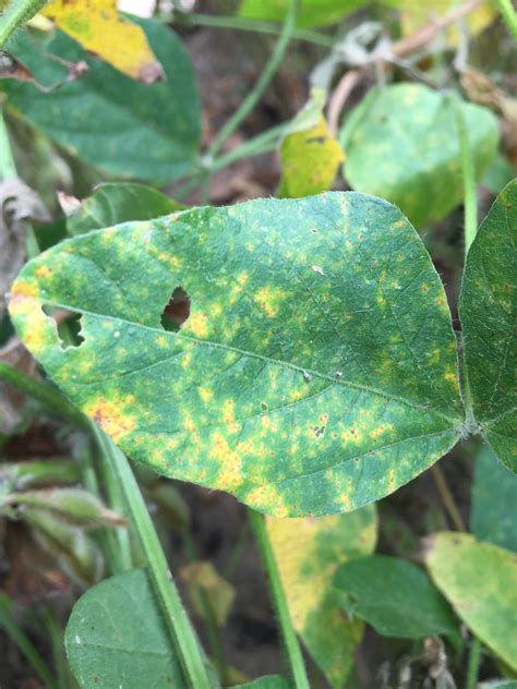 soybean rust update august   mississippi crop situation