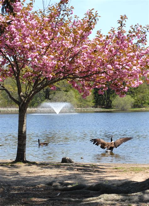 Buttonwood Park Photo Gallery Parks Recreation And Beaches City Of