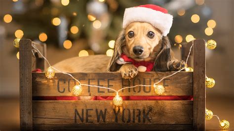 Christmas Animals Wallpaper