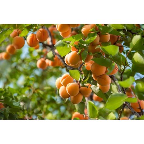 Online Orchards Moorpark Apricot Tree Prunus Armeniaca 3 Ft Sweet And Delicious Fruit