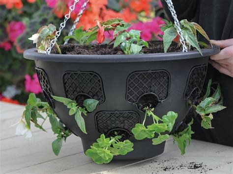 Ultimate Guide To Plug Plants Suttons Gardening Grow How