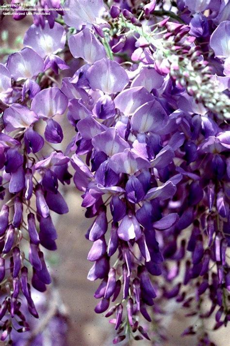 Plantfiles Pictures Wisteria Species American Wisteria Texas Wisteria Kentucky Wisteria