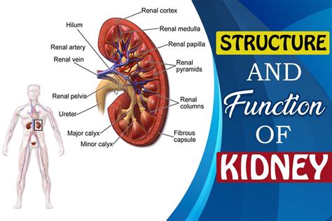 Facts affecting the structure and functioning of kidneys