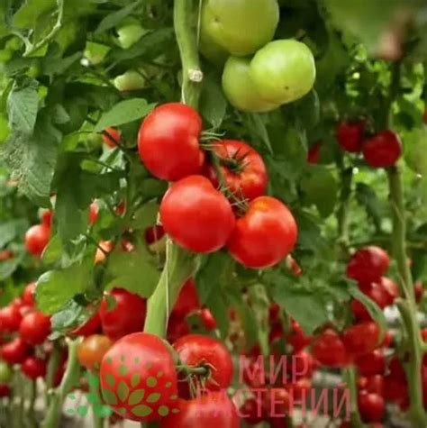 Томат Румяный шар: описание сорта помидоров, характеристики ...