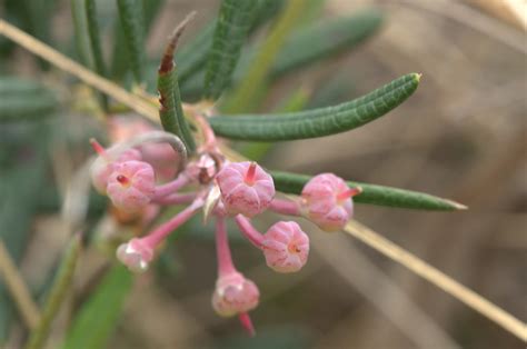 Bog Rosemary Andromeda Glaucophylla Town Corner Cedars W Flickr