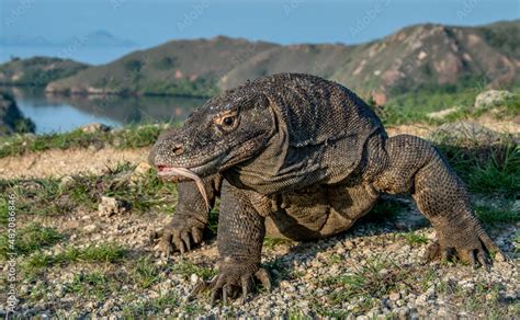 Komodo Dragon With The Forked Tongue Sniff Air Close Up Portrait