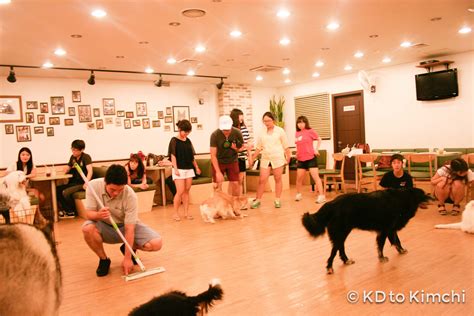 Checking Out Bau House A Korean Dog Café From Kd To Kimchi
