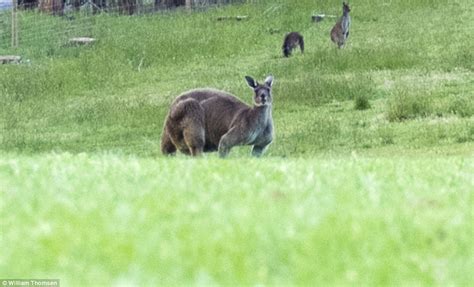 Massive Kangaroo Photographed In Denmark Western Australia Daily