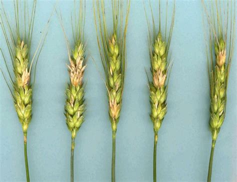 Fusarium Maps To Help Gauge The Level Of Risk For Your Wheat Crop