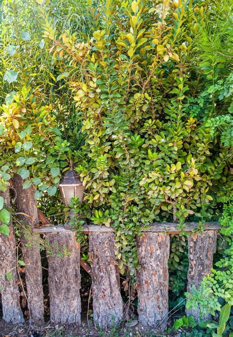 Old Ancient Wooden Fence With Vintage Lantern And Plants Stock Photo