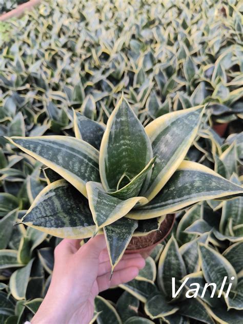 Dwarf Laurentii Small Sansevieria Snake Plant Live Plant China Bonsai