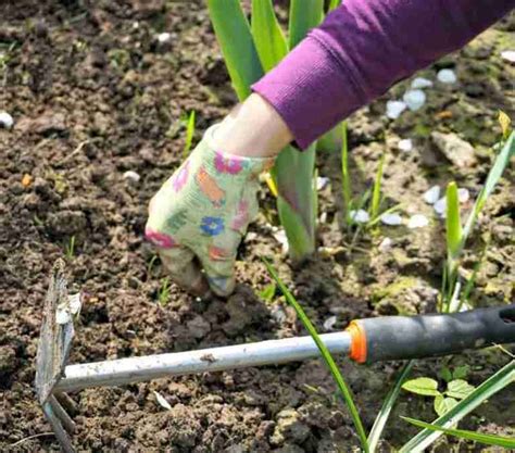 La Sarchiatura Nell Orto Domestico Coltivazione Biologica