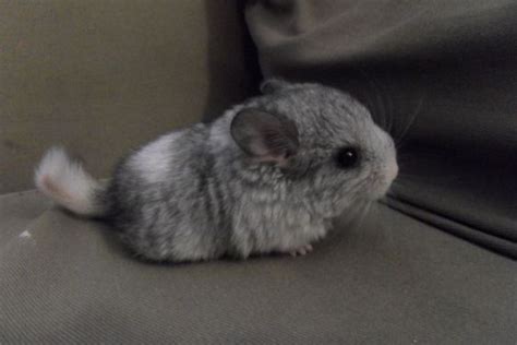 Baby Chinchilla: Care, Needs, Size, And Pictures