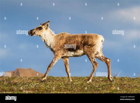 Caribou Raner Tarandus Caribou With Antlers In Velvet Denali