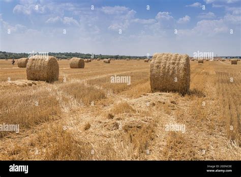 Bales Of Straw Harvested In Levels Against The Blue Sky With White