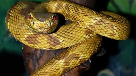 As Serpentes Mais Venenosas Do Pantanal E Floresta Do Brasil Youtube