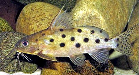 Synodontis Ocellifer