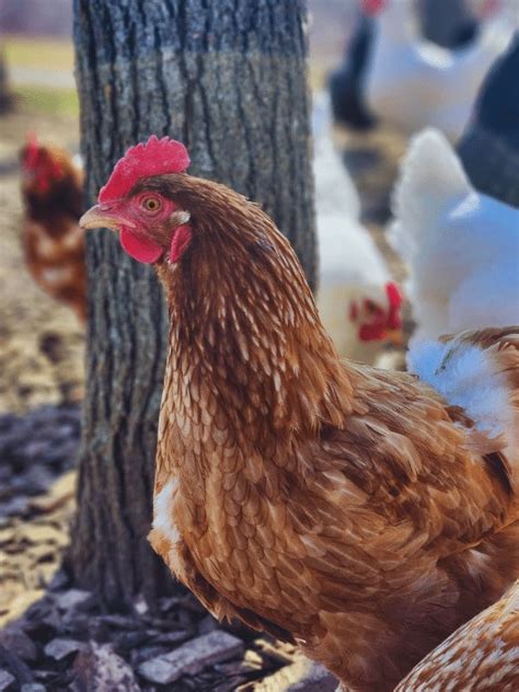 Isa Brown Chicken Breed The Ultimate Guide