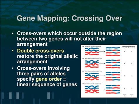 Ppt Gene Linkage And Genetic Mapping Powerpoint Presentation Free