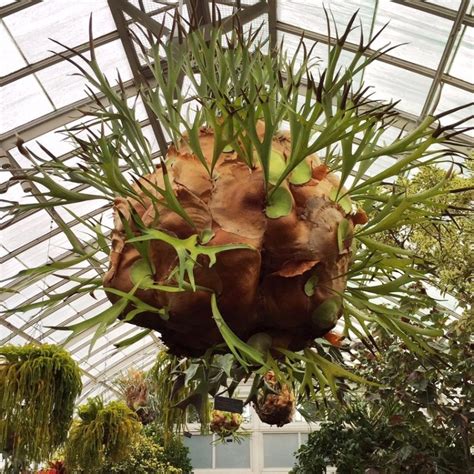 How To Mount Staghorn Ferns for a Stunning Display - Plant Talk