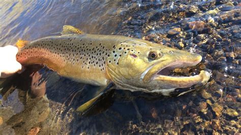 Caught My Biggest Brown Trout In Inches Of Water Youtube