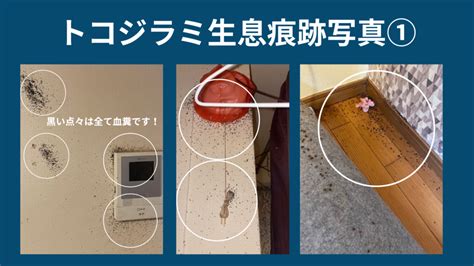 ホテルでのトコジラミ対策 プロが教える方法 佐賀・熊本・福岡でお困りの方・害虫害獣駆除専門業者プログラントへお任せ