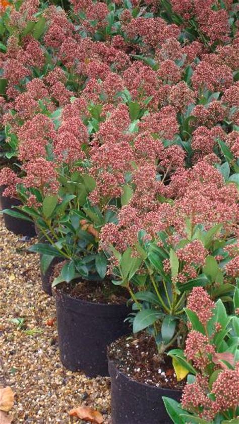 Skimmia Japonica Rubella Skimmia UK Winter Flowering Shrub