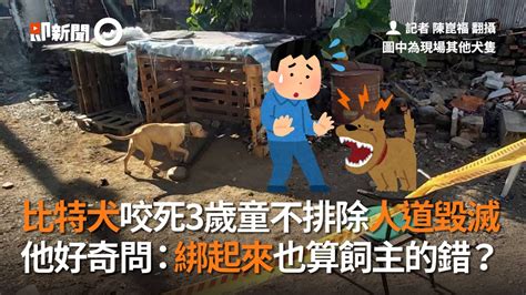 比特犬咬死3歲童！不排除人道毀滅網：繫狗鍊也錯？｜社會｜寵物動物｜狗 Youtube