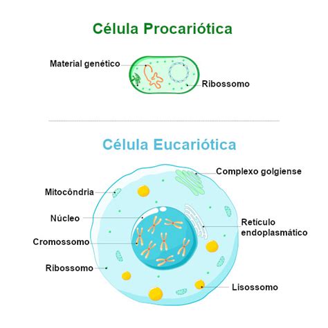 O Que São Celulas Eucariontes E Procariontes - Células: o que são, funções, classificação, resumo - Escola Kids