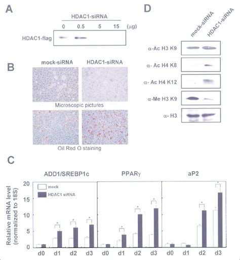 Effect Of Hdac Knock Down By Sirna On T L Cell Differentiation A