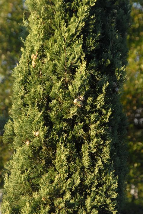 Cupressus Sempervirens Common Cypress Italian Cypress Mediterranean