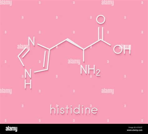 Histidine L Histidine His H Amino Acid Molecule Skeletal Formula