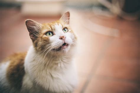 Cosa Vuol Dire Quando Un Gatto Randagio Miagola Davanti Alla Porta Per