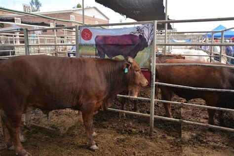 Durango Tercer Lugar Nacional En Exportaci N De Ganado Bovino En Pie A