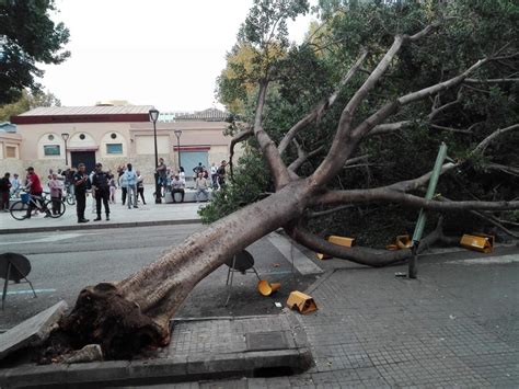 Dos Personas Heridas Por La Caída De Un árbol En Palma