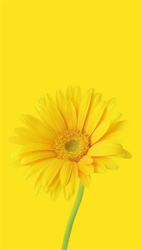 Nature Wallpaper Iphone Yellow Flowers Yellow Aesthetic Shades Of