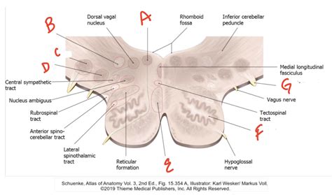 Cross Sections Rostral Medulla Diagram Quizlet