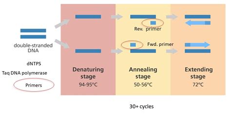 The Polymerase Chain Reaction