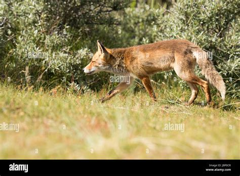 Red Fox Hunting Stock Photo Alamy